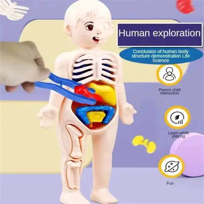 Educational Anatomy Kit Removable Organ Model For Schools - Image 2