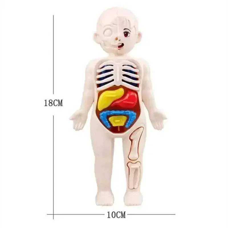Educational Anatomy Kit Removable Organ Model For Schools - Image 5