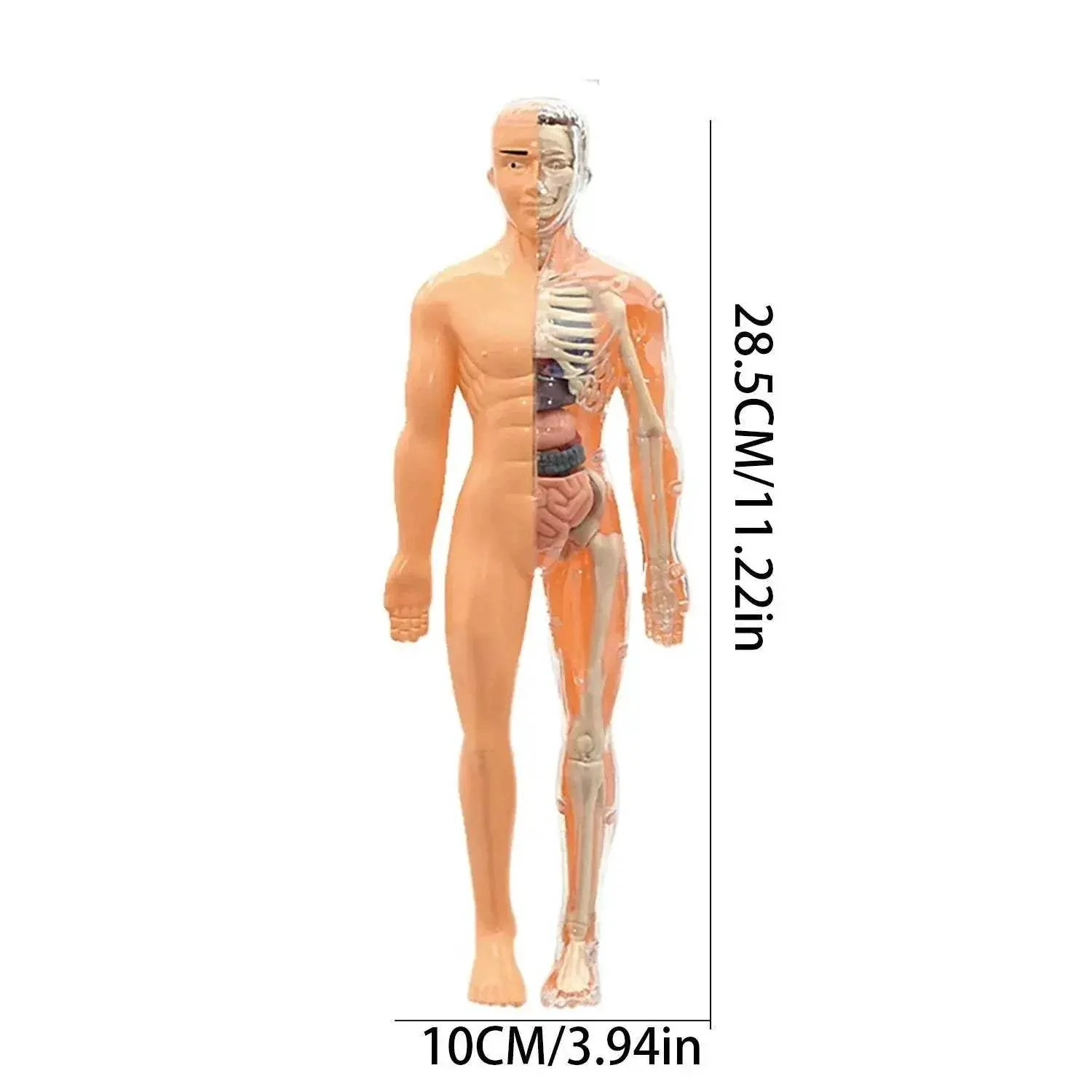 Educational Skeleton Model Set DIY Anatomy Puzzle For Kids - Image 2