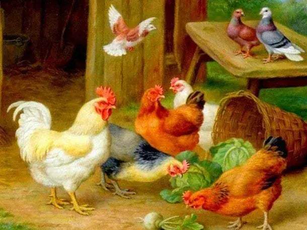 Meian Chicken DIY Cross Stitch Kit 11CT Printed Canvas Embroidery - Image 13