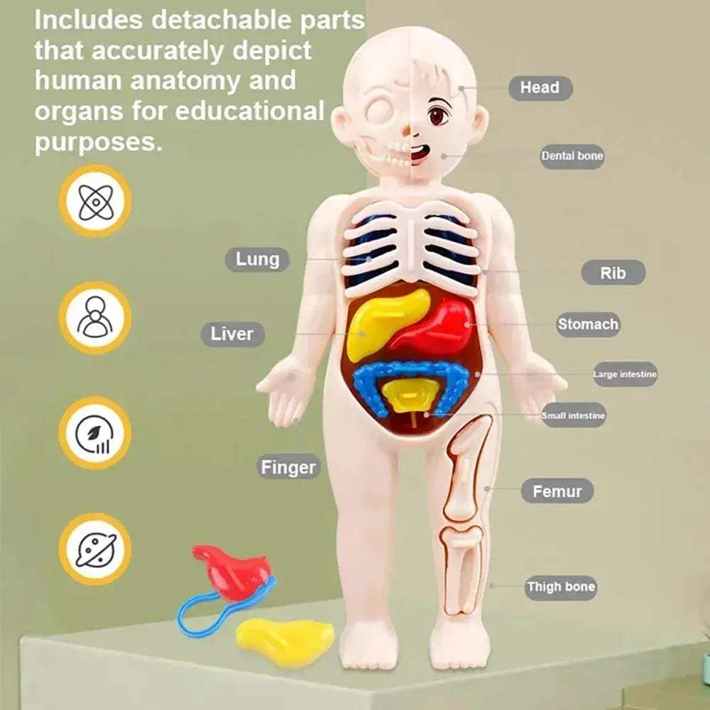 Human Body Anatomy Model Kit for Hands on Learning