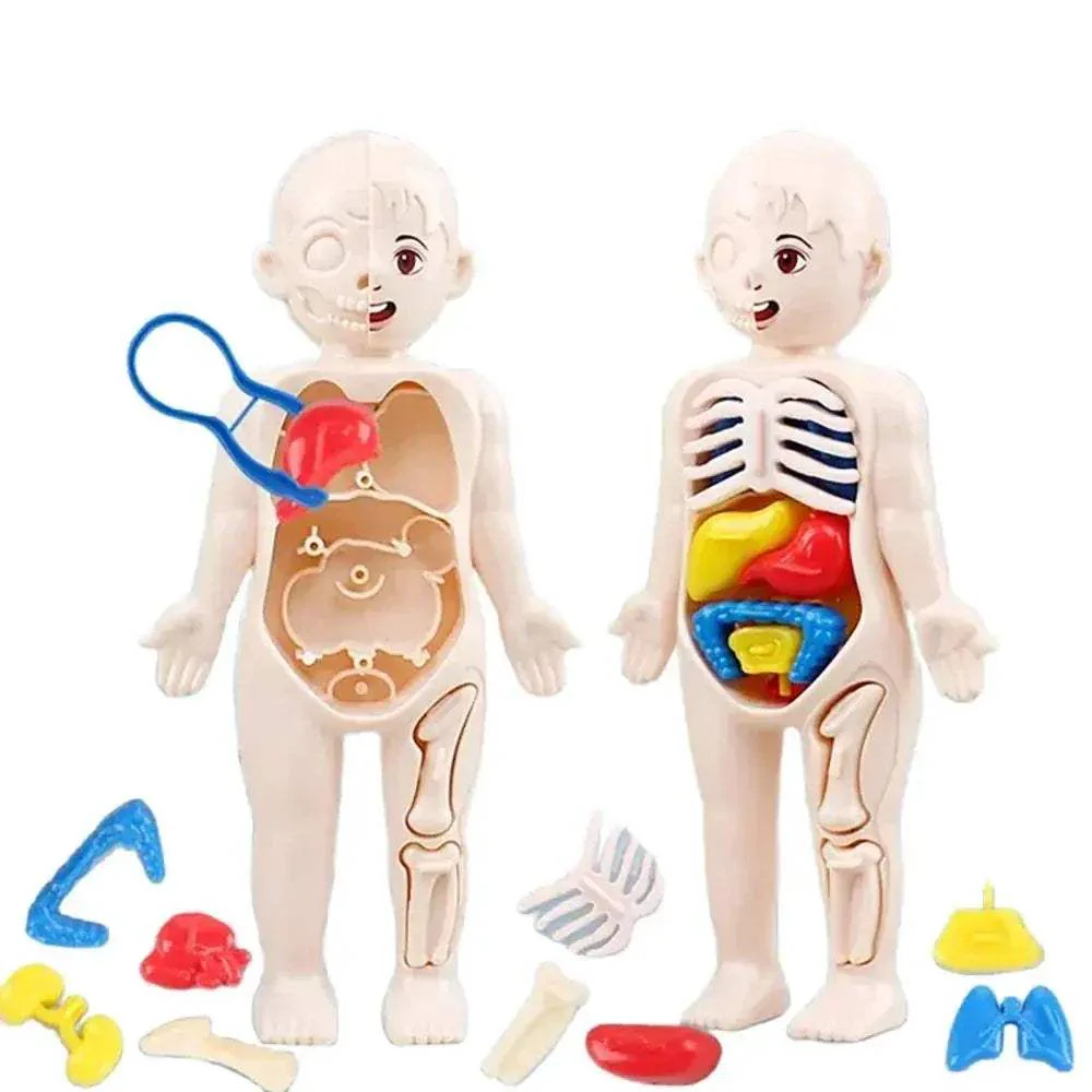 Human Body Anatomy Model Kit for Hands on Learning - Image 3