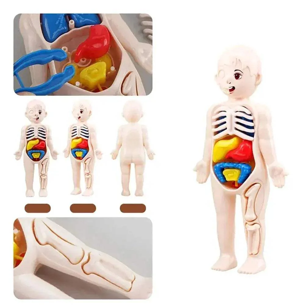 Human Body Anatomy Model Kit for Hands on Learning - Image 4